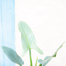 Load image into Gallery viewer, Philodendron Hastatum ‘Silver Sword’