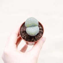 Load image into Gallery viewer, Baby Lithops 'Living Stones'