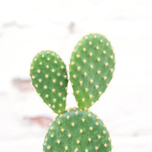 Load image into Gallery viewer, Opuntia Microdasys ‘Bunny Ears Cactus’ (2 sizes)