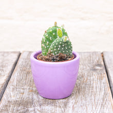 Load image into Gallery viewer, Opuntia Micro Albispina ‘Bunny Ears Cactus’ (2 sizes)