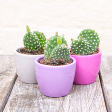 Load image into Gallery viewer, Opuntia Micro Albispina ‘Bunny Ears Cactus’ (2 sizes)