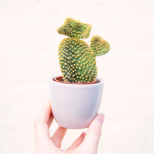 Load image into Gallery viewer, Opuntia Microdasys var. Pallida F Cristata ‘Crested Bunny Ear Cactus’