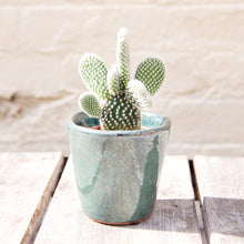 Load image into Gallery viewer, Opuntia Micro Albispina ‘Bunny Ears Cactus’ (2 sizes)