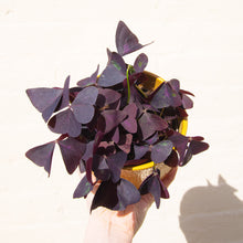 Load image into Gallery viewer, Oxalis Triangularis ‘False Shamrock’