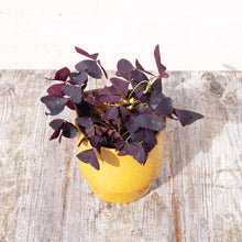 Load image into Gallery viewer, Oxalis Triangularis ‘False Shamrock’