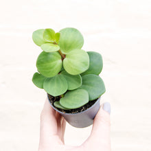 Load image into Gallery viewer, Peperomia 'Hope' (2 sizes)