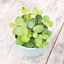 Load image into Gallery viewer, Peperomia 'Hope' (2 sizes)