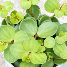 Load image into Gallery viewer, Peperomia 'Hope' (2 sizes)