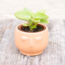 Load image into Gallery viewer, Peperomia 'Pixie Variegata'