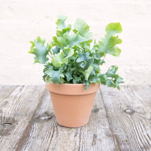 Load image into Gallery viewer, Phlebodium Aureum 'Davana'