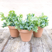 Load image into Gallery viewer, Phlebodium Aureum 'Davana'