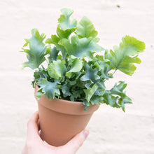 Load image into Gallery viewer, Phlebodium Aureum 'Davana'