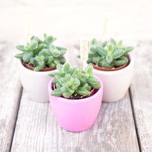Load image into Gallery viewer, Delosperma Echinatum 'Pickle Plant'