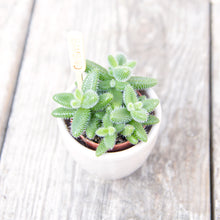 Load image into Gallery viewer, Delosperma Echinatum 'Pickle Plant'