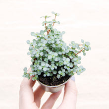 Load image into Gallery viewer, Pilea Glauca 'Greyzy' (4 sizes)