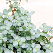 Load image into Gallery viewer, Pilea Glauca 'Greyzy' (4 sizes)