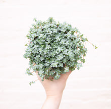 Load image into Gallery viewer, Pilea Glauca 'Greyzy' (4 sizes)