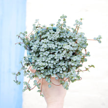 Load image into Gallery viewer, Pilea Glauca 'Greyzy' (4 sizes)