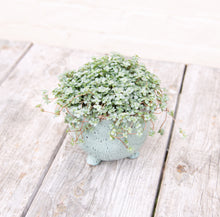 Load image into Gallery viewer, Pilea Glauca 'Greyzy' (4 sizes)