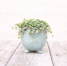 Load image into Gallery viewer, Pilea Glauca 'Greyzy' (4 sizes)