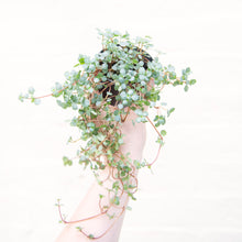 Load image into Gallery viewer, Pilea Glauca 'Greyzy' (4 sizes)