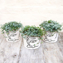 Load image into Gallery viewer, Pilea Glauca 'Greyzy' (4 sizes)