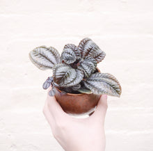 Load image into Gallery viewer, Pilea 'Norfolk'