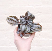 Load image into Gallery viewer, Pilea 'Norfolk'