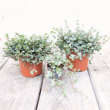 Load image into Gallery viewer, Pilea Glauca 'Greyzy' (4 sizes)