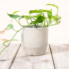 Load image into Gallery viewer, Pisa Plant Pot 13 x 13cm (9 colours)