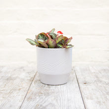 Load image into Gallery viewer, Pisa Plant Pot 13 x 13cm (9 colours)