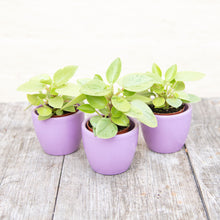 Load image into Gallery viewer, Peperomia 'Pixie Variegata'