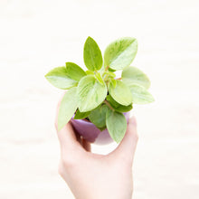 Load image into Gallery viewer, Peperomia 'Pixie Variegata'