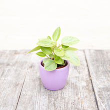 Load image into Gallery viewer, Peperomia 'Pixie Variegata'