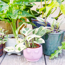 Load image into Gallery viewer, Houseplant Mystery Box