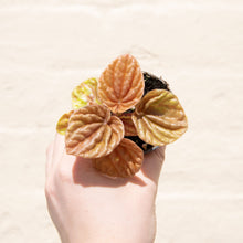 Load image into Gallery viewer, Peperomia 'Quito'