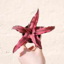 Load image into Gallery viewer, Cryptanthus 'Earth Stars'
