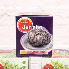 Load image into Gallery viewer, Rose of Jericho 'Resurrection Plant'
