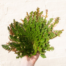 Load image into Gallery viewer, Rose of Jericho 'Resurrection Plant'