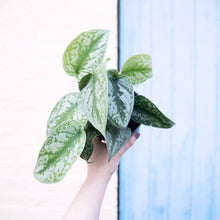 Load image into Gallery viewer, Scindapsus Pictus 'Trebie'