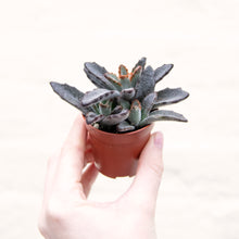 Load image into Gallery viewer, Kalanchoe Tomentosa 'Panda Plant'