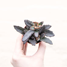 Load image into Gallery viewer, Kalanchoe Tomentosa 'Panda Plant'