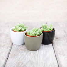 Load image into Gallery viewer, Sedum Morganianum ‘Burrito’