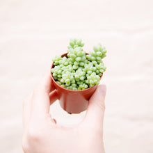 Load image into Gallery viewer, Sedum Morganianum ‘Burrito’