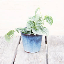 Load image into Gallery viewer, Scindapsus Pictus 'Silvery Ann'