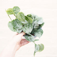 Load image into Gallery viewer, Scindapsus Pictus 'Silvery Ann'