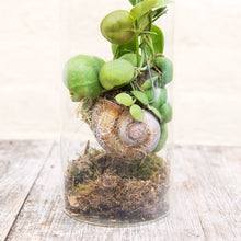 Load image into Gallery viewer, Snaily Dischidia - Snail Shell Plant