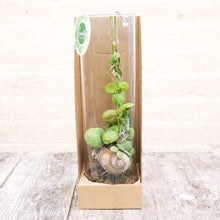Load image into Gallery viewer, Snaily Dischidia - Snail Shell Plant