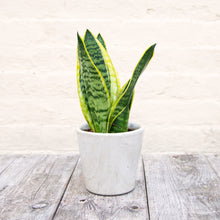 Load image into Gallery viewer, Sansevieria Trifasciata Futura Superba 'Snake Plant'