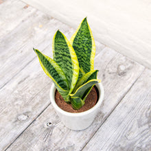 Load image into Gallery viewer, Sansevieria Trifasciata Futura Superba 'Snake Plant'